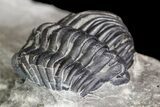 Two Eldredgeops Trilobite Fossils - New York #138809-4